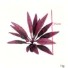 14 leave purple