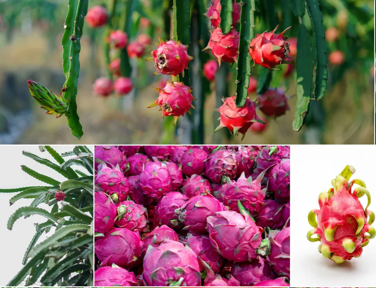 Freeze Dried Red Dragon Fruit Slices for Wholesale | Bulk B2B Supply H1f8fc128fb60472b94951c86e9147de8T