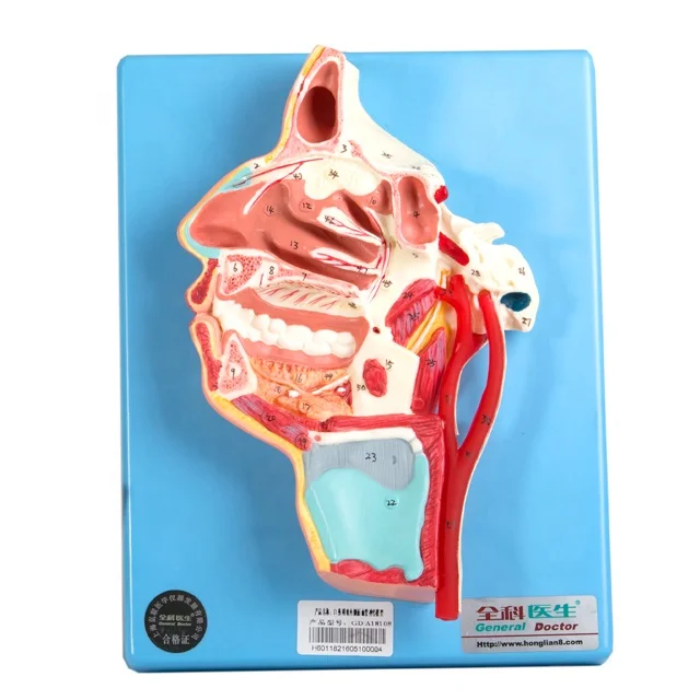 GD/A18108 Mouth, Nose, Pharynx and Larynx with Vessels and Nerves(Medical Model, Anatomical Model)