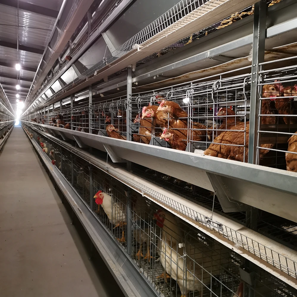 Fully Automatic Multi Tiers Layer House Poultry Processing Equipment ...