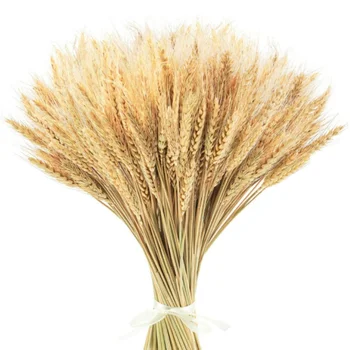 Dried Wheat Stalks Flower Natural Wheat for Home Kitchen Wedding Party Table Centerpiece Harvest Wreath Boho Farmhouse DIY Decor