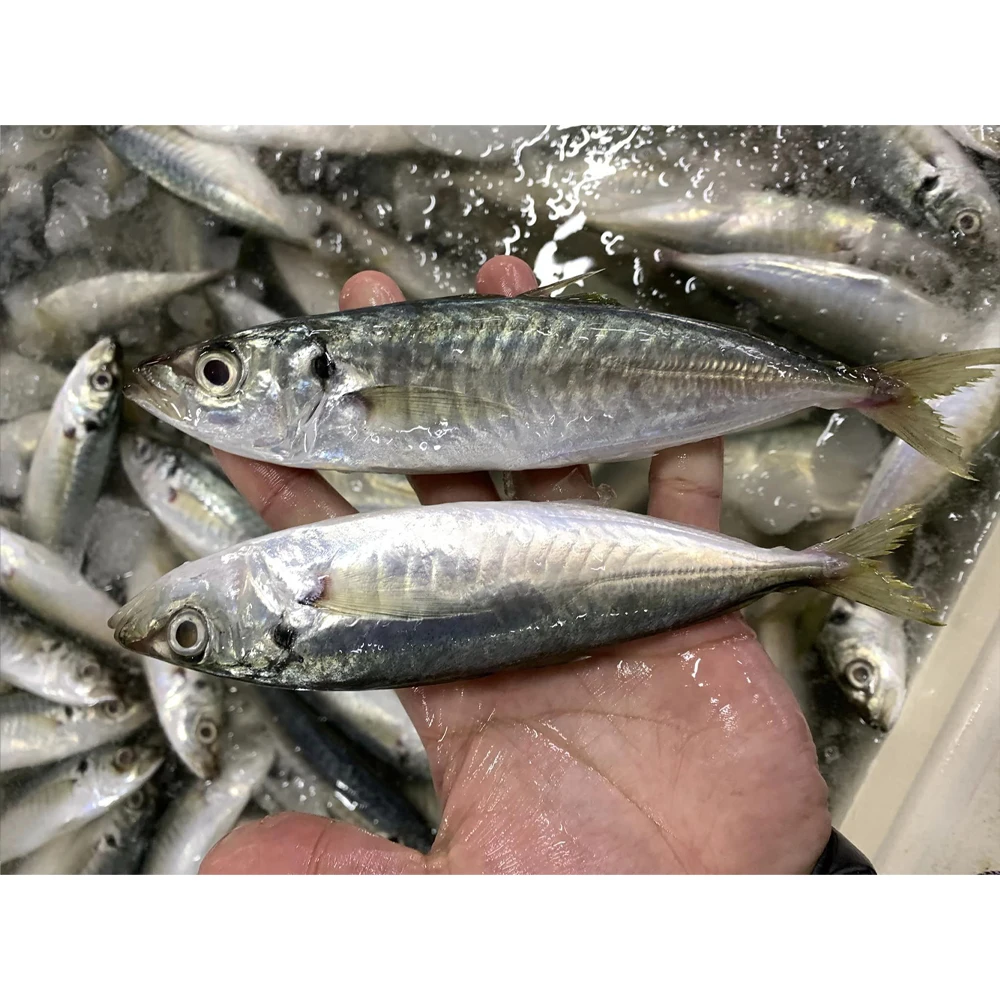 China Export Frozen Mackerel Fish Frozen Round Scad Whole Round For Sale Frozen Round Scad Fish