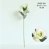 Platycodon grandiflorus - light green
