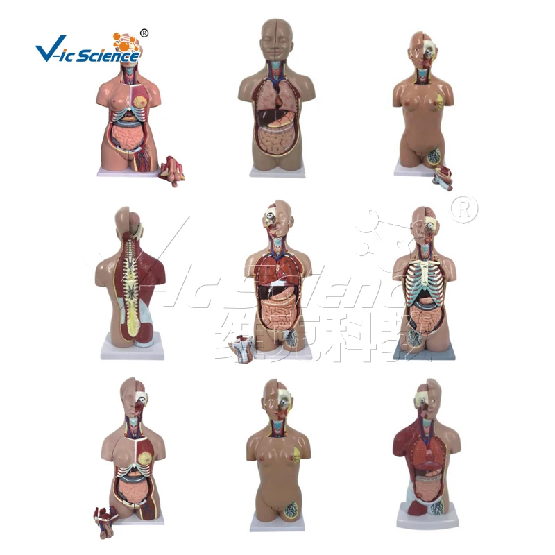 85cm Sexless Anatomical Mannequin - 20 Parts Torso Model
