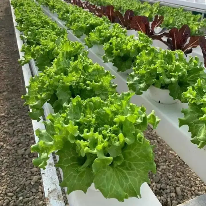 High Quality Vertical Hydroponic Nft System Nft Hydroponics Pvc Channel for Hydroponic