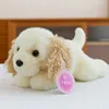 Mika the puppy