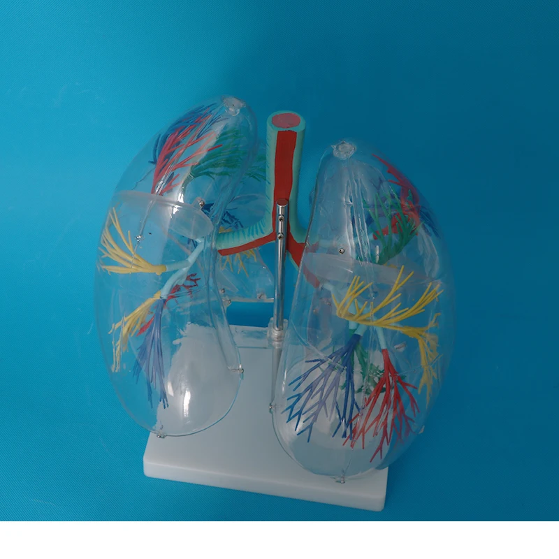 Human Skeletal Anatomy Model Transparent Lung Model| Alibaba.com
