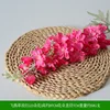 Delphinium rose red