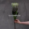 Green King Protea