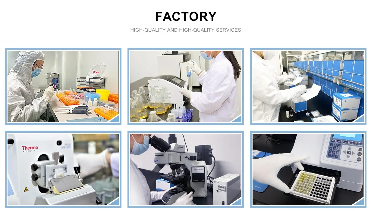 FineTest High Sensitivity BMP 2 ELISA Kit Scientific Research Chicken Bone Morphogenetic Protein 2 Assay Chemical Reagents