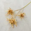 Epiphyllum