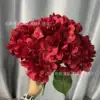 5-headed hydrangea