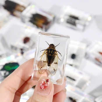 Factory Price Real Insect in Resin Acrylic Animal Specimen Cicada Amazing Nature Toys for Children and Kids