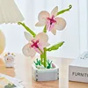 Orchidée papillon