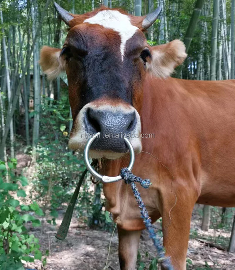 Anello Magnetico Naso Anello Al Naso Per Bovini In Acciaio Inox - Chiusura Automatica Per Allevamento Di Mucche E Tori Chiusura Automatica Animali - Foto 3