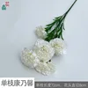Single Carnation XC White