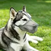 silver-gray