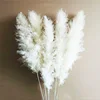 60-70cm plume white