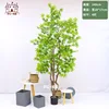 Arce de 240 cm