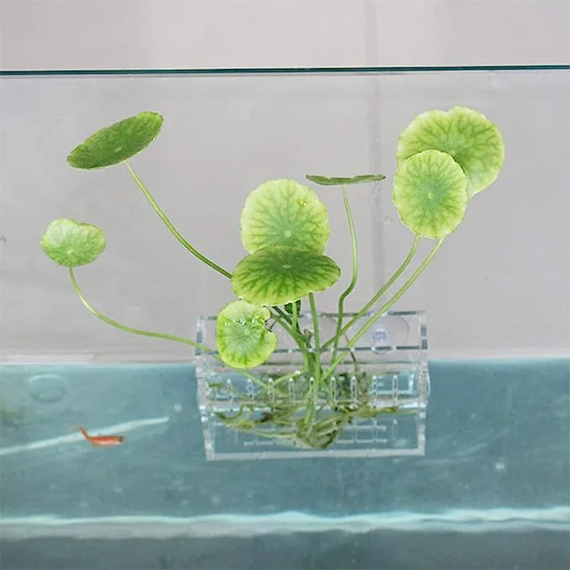 Acryl-Aquarium Wasserpflanzen-Pflanzbecher Wassergras-Halter Acryl-Aquarium  Pflanzentopf mit Saugnapf| Alibaba.com