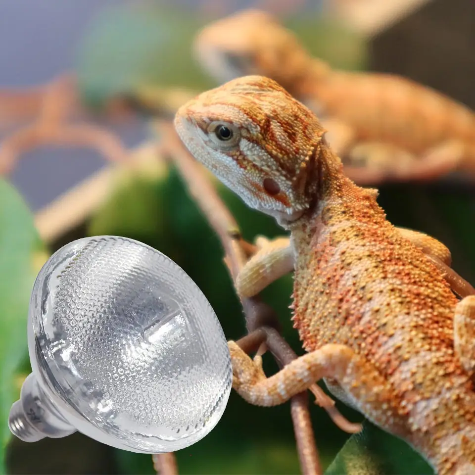 Bearded Dragon 100 Watt Reptile Heat Bulb Fluker's Reptile Basking