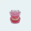 Modelo Oral con 28 Dientes