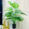 Monstera