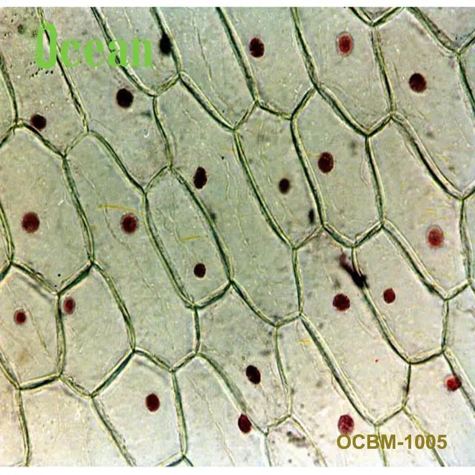 Эпидермисе лук W.M микроскоп подготовлены ломтик для образования и школы