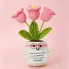Pianta di tulipano in vaso