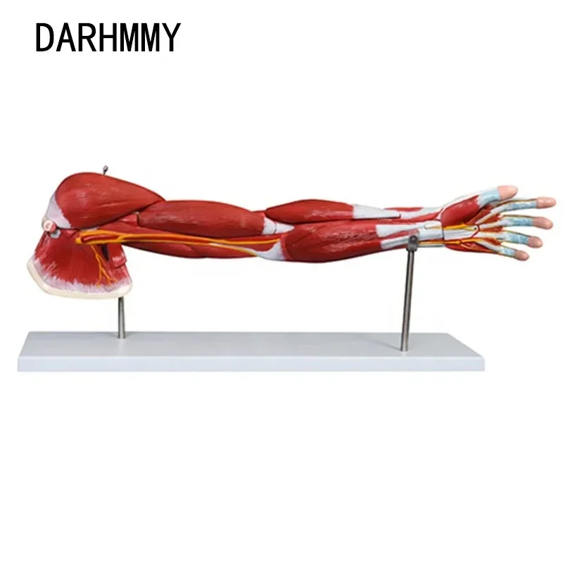 DARHMMY Upper Limb Anatomical Muscle Model 7-Part Medical Science Teaching Aid Human Upper Limb Model