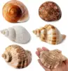 Coquille de crabe ermite