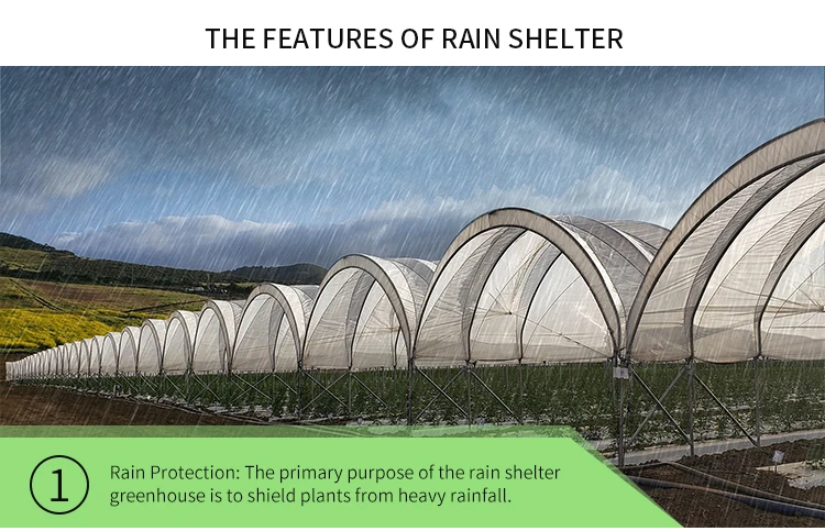 Economical Multispan Rain Shelter Greenhouse with Hot Galvanized Steel Frame for Kiwi Growing