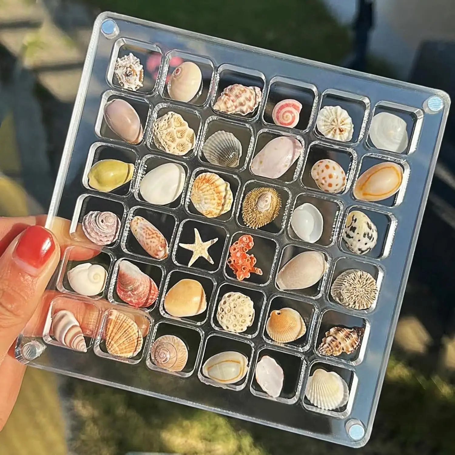 Acrylic Magnetic Seashell Display Case - 36 Grids Storage