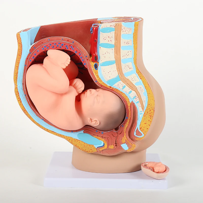 女性骨盤付属器官 成熟胎児模型 9ヶ月妊娠と発育 胎児子宮 生殖模型