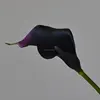 Violet Noir
