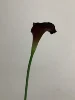 Viola scuro