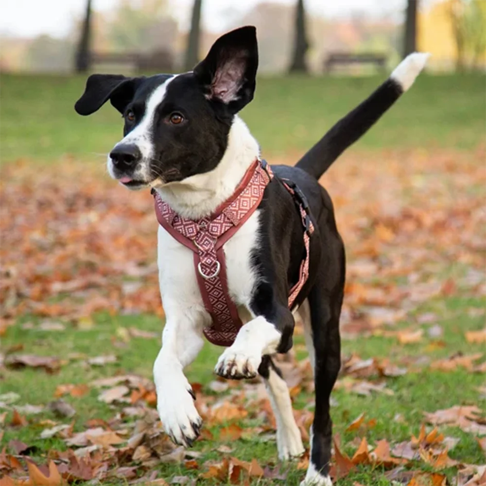 OEM Custom Pattern Dog Harness With Matching Leash Collar No Pull Walking for Small Medium and Large Dogs