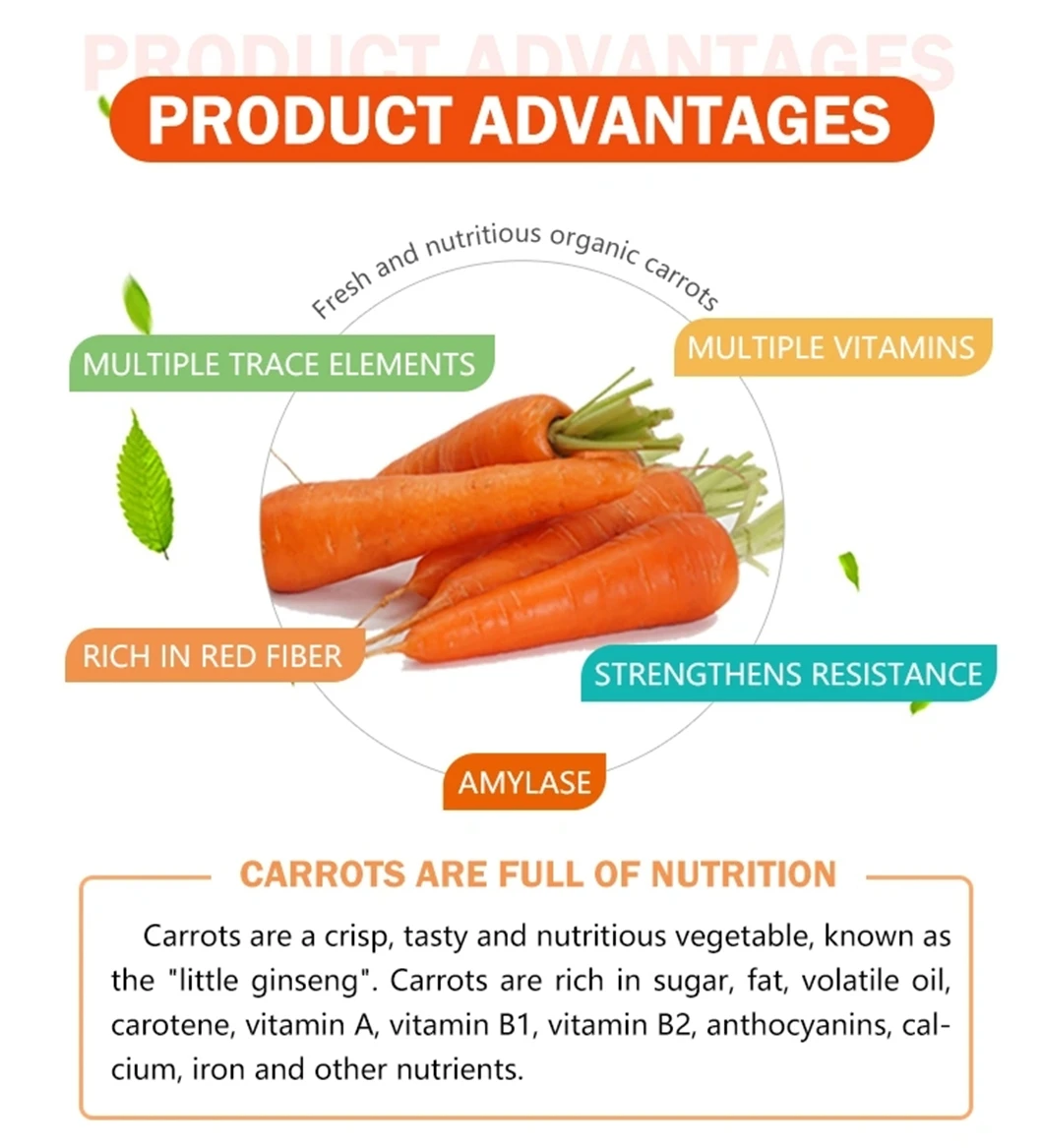 High Quality Direct Wholesale Price for China Origin Farm-Sourced Fresh Carrots Producer