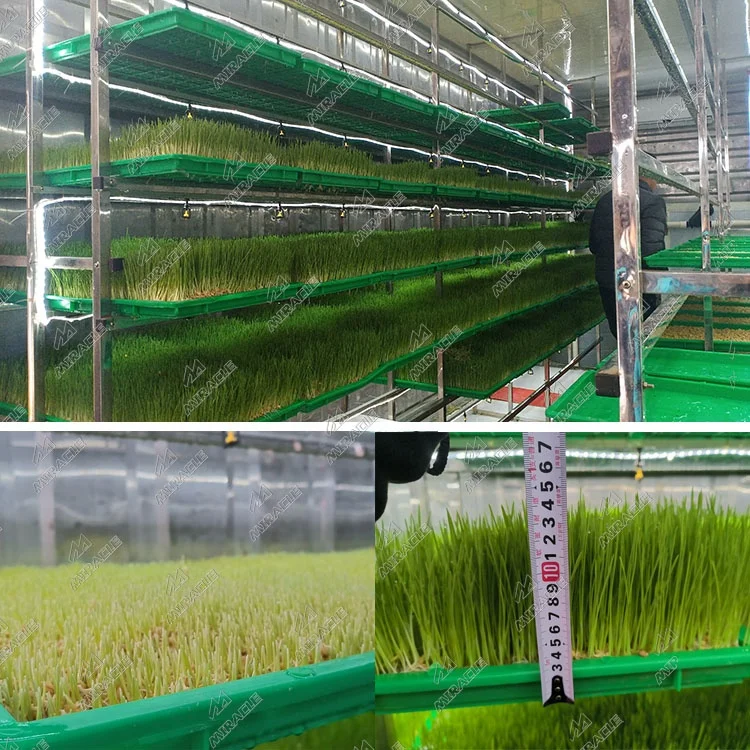 PLC Control Livestocks Hydroponics Fodder Growing Room to Produce Cow Green Feed
