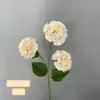 Champagne