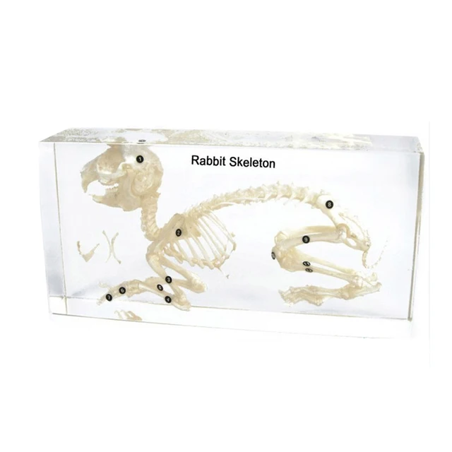Real Animal Medical Science Subject Rabbit Skeleton Animal Specimen Educational Equipment for Kids