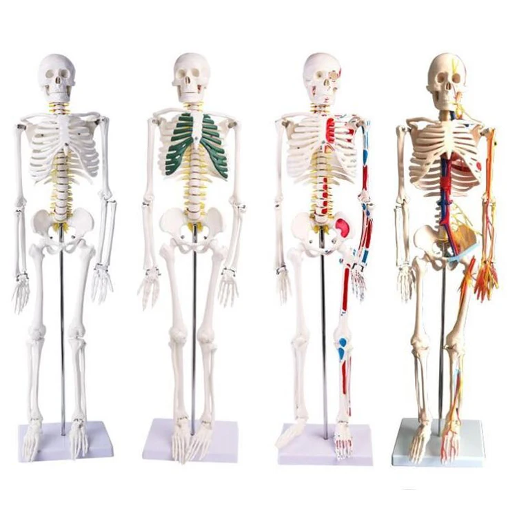 Disarticulated Medical Teaching 85cm Skeleton Anatomy Model Full Size