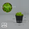 Suculenta-04