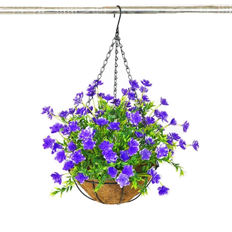 hanging jasmine plant indoor White Jasmine (Jasminum Polyanthium) – Happy Houseplants main image 1