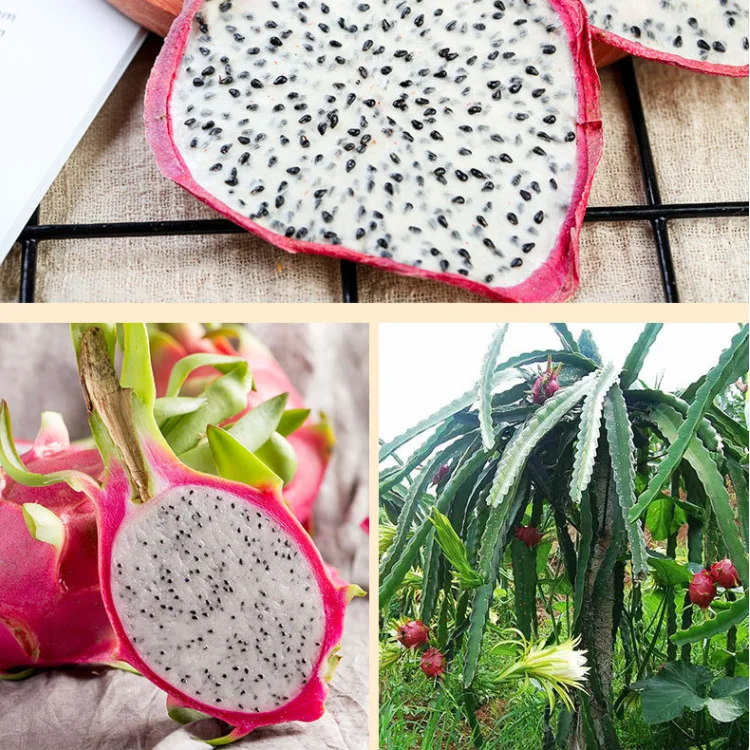 Dehydrated White Dragon Fruit Dried Pitaya Fruit Slices Buy High