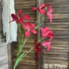 Orchidea fiamma rossa