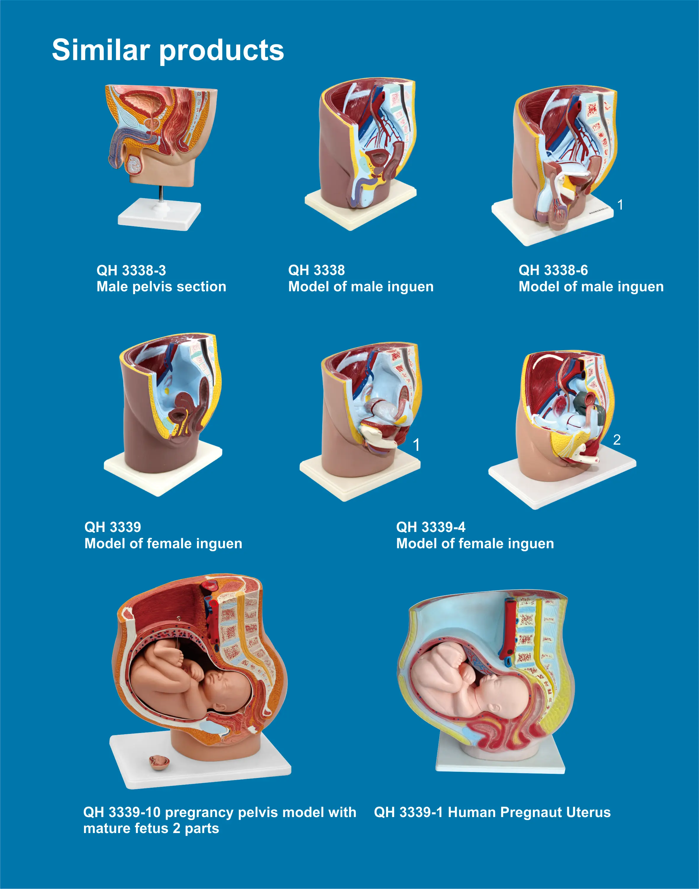 Human Female And Male Organ Model Human Body Organs Of Medical Model Amatomical Model Buy