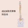 Columna vertebral suspendida de 45 cm unida a la pelvis y al fémur.