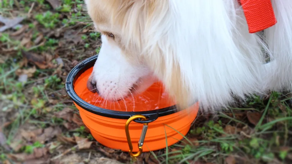 Dropshipping Dog Accessories 350ml Portable Travel Pet Folding Collapsible Silicone Dog Puppy