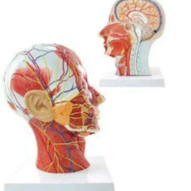 DARHMMY PVC Superficial Neurovascular Model of the Head Anatomical Medical Science Product